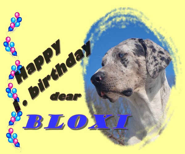 Bloxi narozky