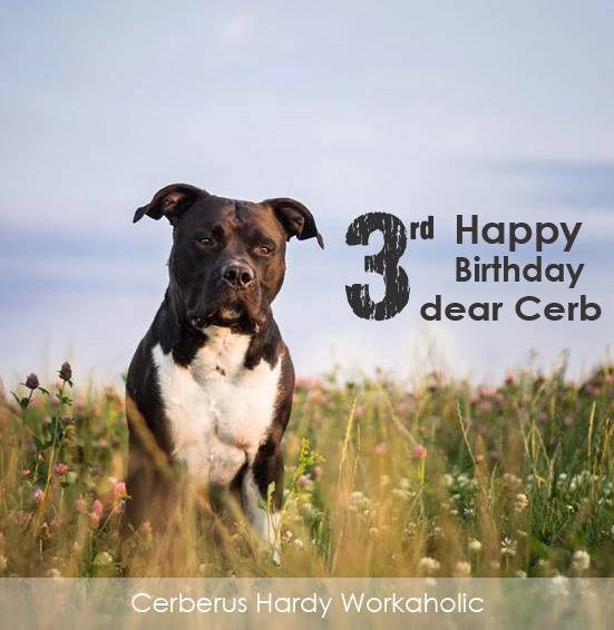 Cerbík
