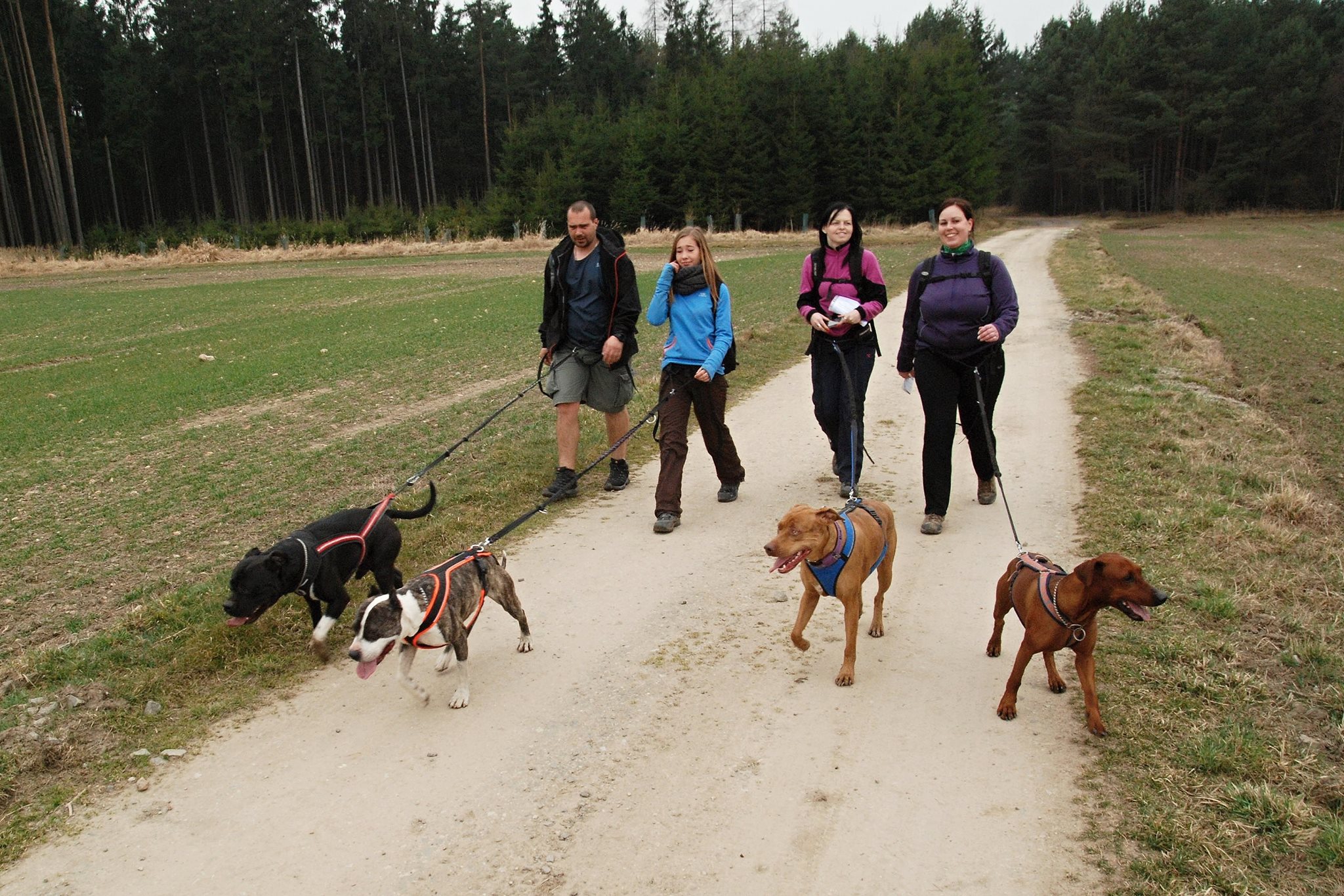 dogtrekk tabor