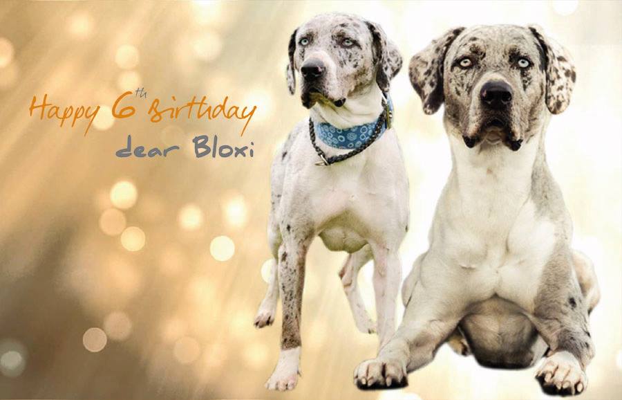 Bloxi nar