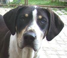 jack